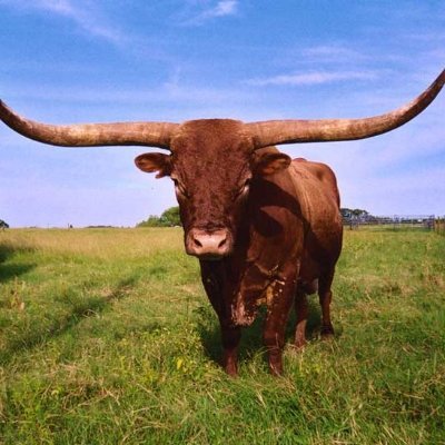 TexAzState's profile picture. 