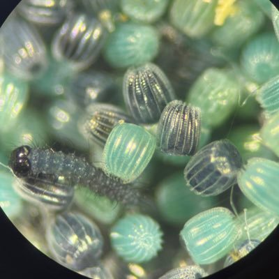 ecoevodevo & oceanography | PhD candidate @MBLScience @UChicago | @UMassD_SMAST | @BioTicks