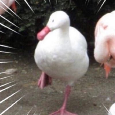 开水泡饭さんのプロフィール画像