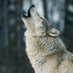 greywolf (@greywolf0069) Twitter profile photo greywolf (@greywolf0069) Twitter profile photo