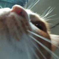 ecah (@norashmsdn) 's Twitter Profile