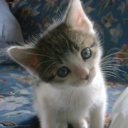 kazeamene's profile picture. 你