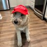 ZizzoGail's profile picture. Conservative Republican  #President Trump #Maga
