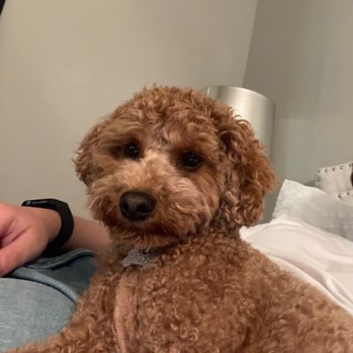 joshgpenn's profile picture. 