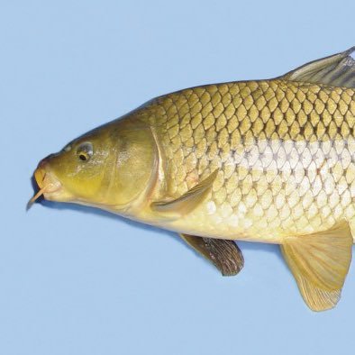 karpnetdotnet's profile picture. 