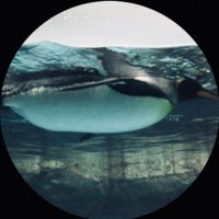 π£ (@s_us_4) 's Twitter Profile