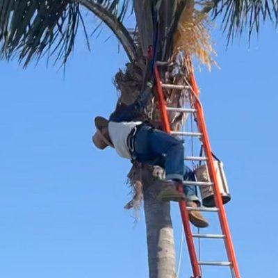 3 gigs + job on top to get ahead / get free ! Pic is of me trimming my wifey queen palm's wearing proper equipment enjoying the fresh air up there!