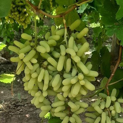 Abhijit59998240's profile picture. 