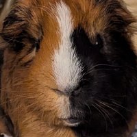 cheems. (@choocheems) 's Twitter Profile