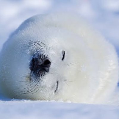 幅広く、浅く、ソフトウェア開発の知識、経験があります。今は特にAI、ロボット、ヒューマノイドに関心があります。GrokのAniを発展させたような、ソフトウェアのヒューマノイドにも関心があります。Unity, UEなど使います。よろしくお願いします🦭✨