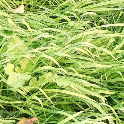 KhatunNiam70150's profile picture. 