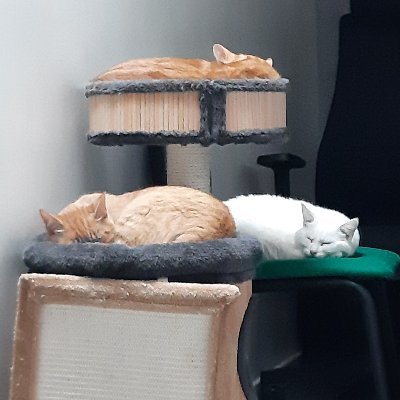 Nap all day, play all night, party never.
I love my cats more than (most) people
/ᐠ - ˕ -マ Ⳋ
