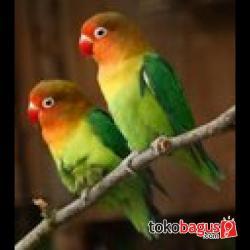 jayaflex1's profile picture. seorang petani dan juga pedagang,
call/sms ; 0281 5751555 hp ; 085747388566