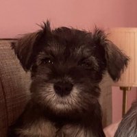 balas (@balaskoni) 's Twitter Profile