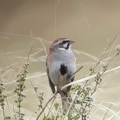 Migration lover. UK: Spurn BO; Hull Valley; wander to Bempton, Filey, Scarborough, Wykeham. Marvellous Mongolia.