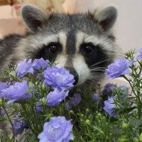 𐙚Yumi, CHRA, RPm ‘25 (@_wmayumi) 's Twitter Profile