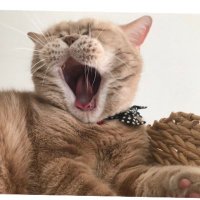 たぬきねこ (@groovyboogiecat) 's Twitter Profile