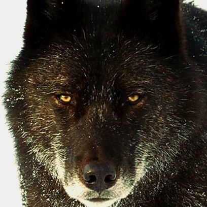 CistiHarry's profile picture. 