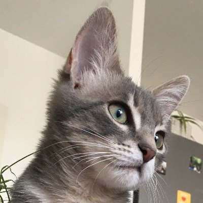 Kapeux33's profile picture. Referral for CDC : https://t.co/rcgdyFSMW3 / for CDC on chain : 8fx78u / for Resolv : https://t.co/CEkwf9Sihg / for Reservoir : 8e329259d7