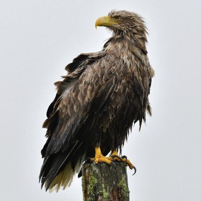 k_akinashi's profile picture. 1日1枚過去に撮った写真をポスト中✨️ カメラ好き📸/旅好き✈️/競馬ファン🐎/スポーツ好き⚾️🎾⚽️/ヴィッセル神戸好き⚽️/楽天モバイル応援隊/京都好き⛩️/キャンプ初心者⛺️/投資初心者💰️ 楽天モバイルのご契約について ⏬️お得な申込みはこちら⏬️ 🎁https://t.co/APLGBbdB5f🎁