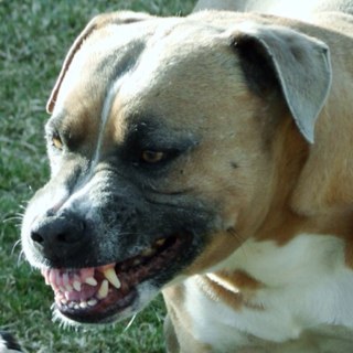 cvcevoce's profile picture. contra corrupção, falcatruas, mau uso do dinheiro público, sedentarismo político, dominio das massas por emissoras de TV...