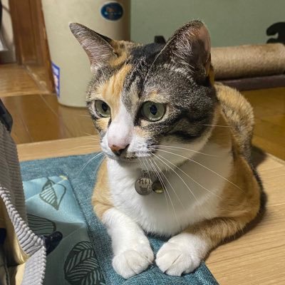 ただのぱんつまるさんのプロフィール画像
