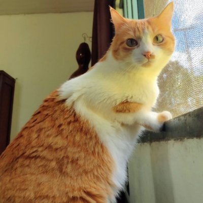 私は美しいもの、花🌹、景色、動物、空が好きな大人です。愛する4歳の猫🐈❤と一緒にいます。とても賢くて一緒にいて楽しいです☺😂私はX初心者ですが、クリエイティブな心を持つ真剣な人とつながりたいと思っています💕これは日本の人々のために良い動機を持っており、一つになって日本💯を再び機能させましょう🙏🥰