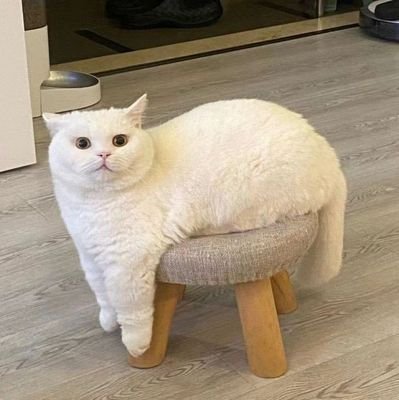 Jimmy9960's profile picture. Software engineer