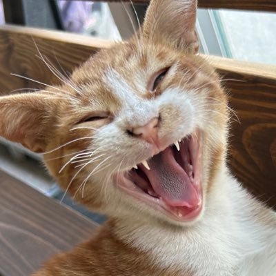 beklenilmediko's profile picture. -