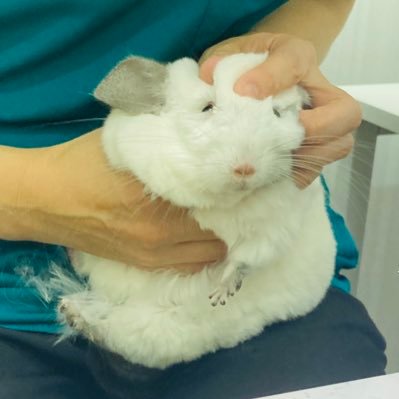 dau_sabu's profile picture. 05 機 スプラ