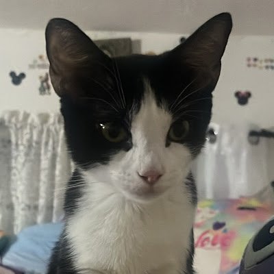 JSDOMING1119's profile picture. Library / Workroom Aide at Hicks