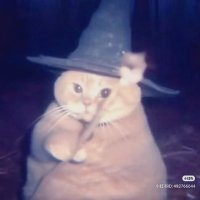 Kat(astrophe) (@kygoblin) 's Twitter Profile