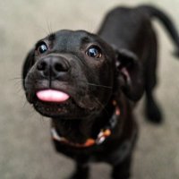 Rookie (@mnwildpup) 's Twitter Profile Photo Rookie (@mnwildpup) 's Twitter Profile Photo