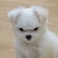 홍시🕯 (@hchabb_1225) 's Twitter Profile Photo