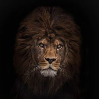 Afѕαя Mαℓιк (@_afsarmalik) 's Twitter Profile