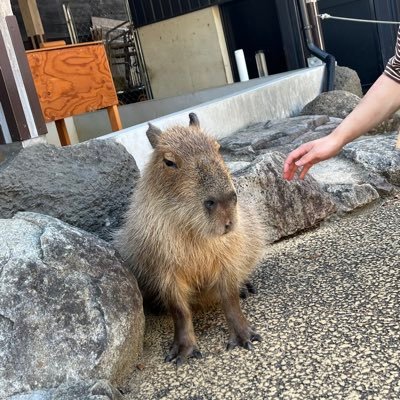 argtx_'s profile picture. ｱﾘｶﾞﾄｸﾘﾏﾝｼﾞｭ