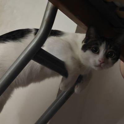 AdTeemo's profile picture. invierto y tradeo de chill