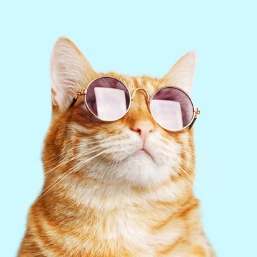 Chibbu1's profile picture. 