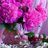Anna39405043's profile image