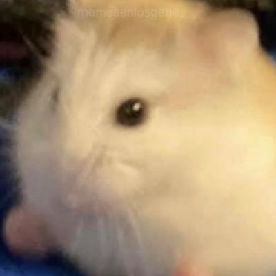 ElMeolloPress's profile picture. 