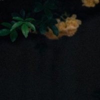 えれな (@marmarumarum) 's Twitter Profile