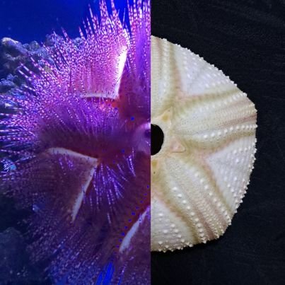 海の生物が好き。
特に深海生物と刺胞動物、棘皮動物が好きです。
時々ビーチコーミングしたり、収集した物やプラ板でアクセサリー作ったりしてます。アカオニガゼを3年飼育していました。 #氷魚ビチコ #うみりんご