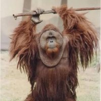 Snuffalo (@blowprahwinfrey) 's Twitter Profile