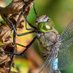 Yes, but Dragonflies (@onlyodonata) Twitter profile photo Yes, but Dragonflies (@onlyodonata) Twitter profile photo