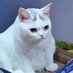 😼 (@meowmeowmango) Twitter profile photo 😼 (@meowmeowmango) Twitter profile photo