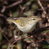 NorthYorksBirdNews (@nybirdnews) 's Twitter Profile