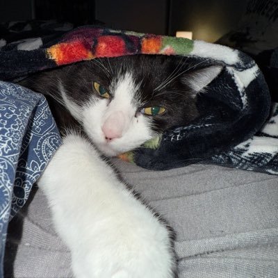 grzyboffski's profile picture. 