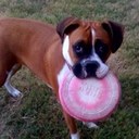 Bella Woo Boxer - @BellaBooBoxer - Twitter