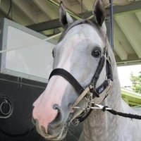 ハピ (@stars_on_moon) Twitter profile photo