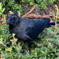 水崎🐦‍⬛ (@karumera_br) 's Twitter Profile Photo